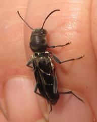 Calanthemis subcruciatus