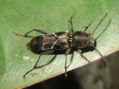 Calanthemis subcruciatus