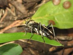 Calanthemis subcruciatus
