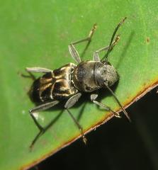 Calanthemis subcruciatus