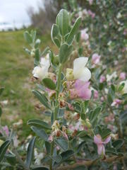 Podalyria myrtillifolia