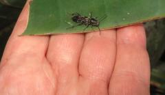 Calanthemis subcruciatus