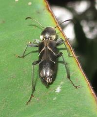 Calanthemis subcruciatus