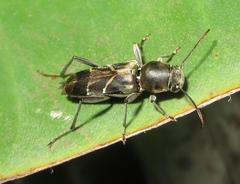 Calanthemis subcruciatus
