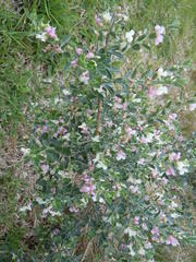 Podalyria myrtillifolia