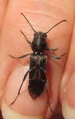 Calanthemis subcruciatus