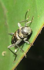 Calanthemis subcruciatus