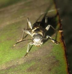 Calanthemis subcruciatus