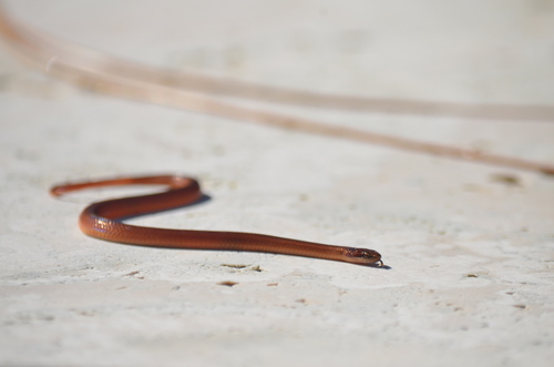 Pine Woods Littersnake, Rhadinaea flavilata