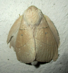 Philotherma rosa
