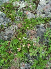 Sieversia pusilla
