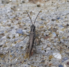 Chorthippus maritimus