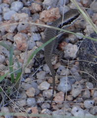 Trachylepis binotata