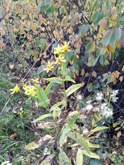 Senecio sarracenicus