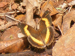 Junonia elgiva