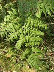 Pteridium aquilinum image