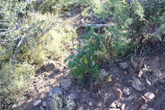 Melianthus