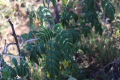 Melianthus