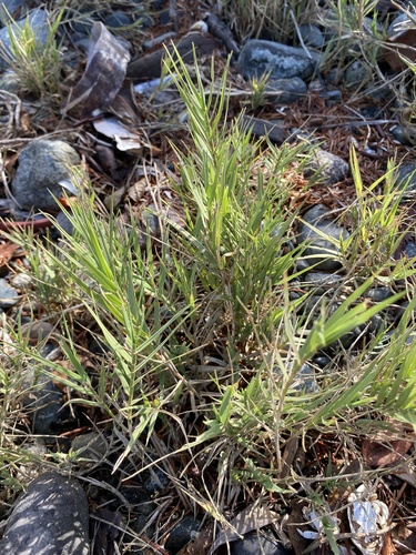 Distichlis spicata var. spicata