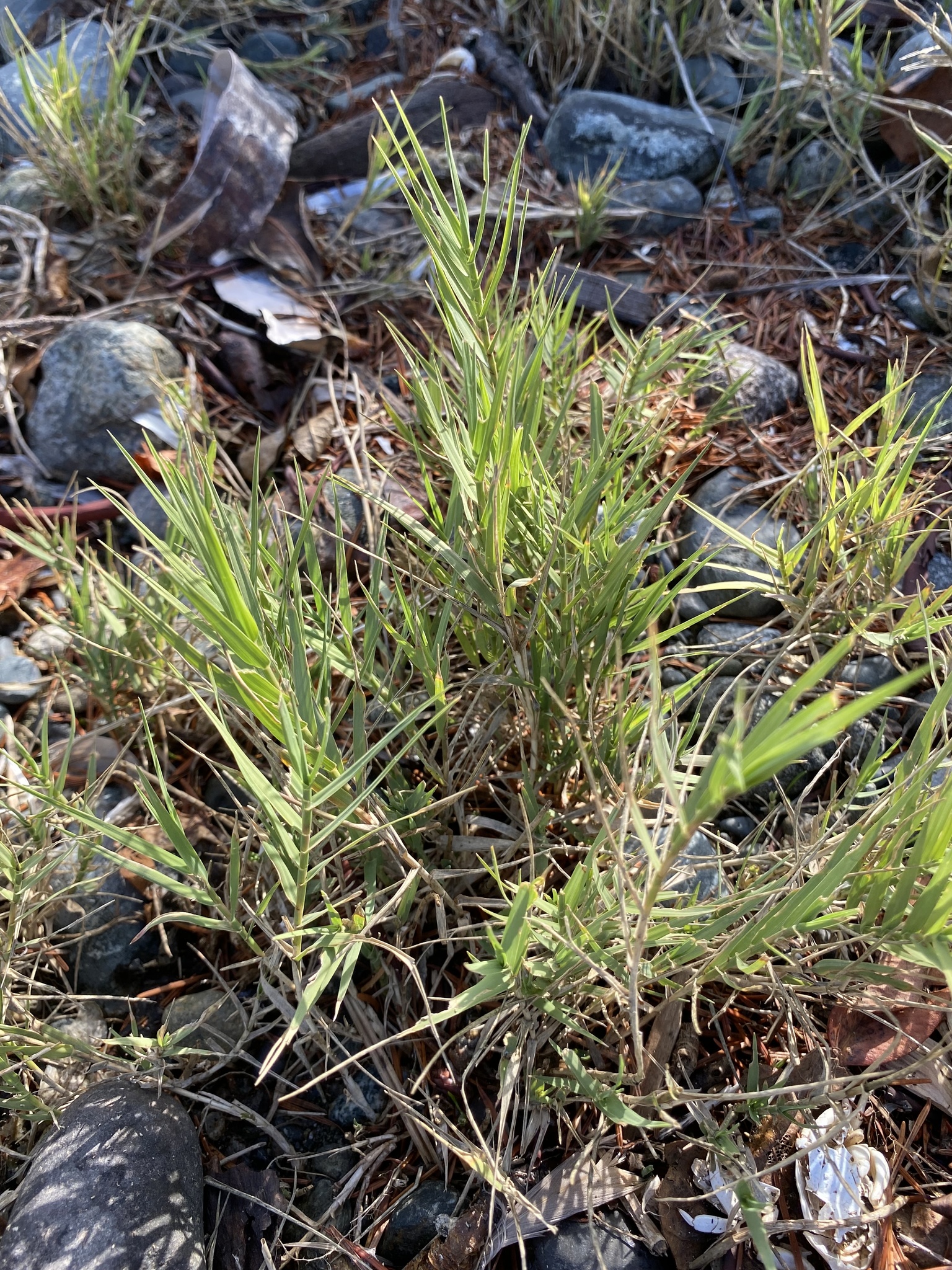 Distichlis spicata var. spicata