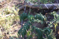 Melianthus