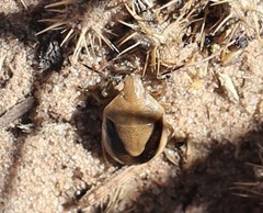 Chlorochroa osborni