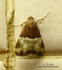 Ozarba hemiochra
