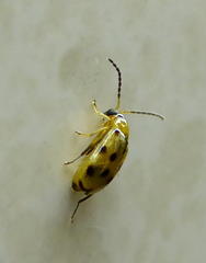 Afromaculepta ursulae