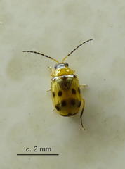 Afromaculepta ursulae
