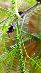 Macrohaltica transversa