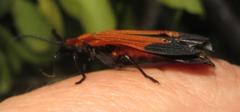 Lycus melanurus