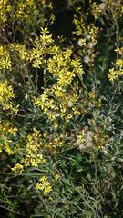 Senecio polyanthemoides