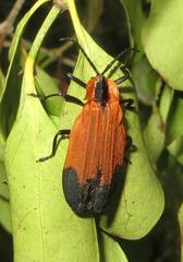 Lycus melanurus