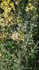 Senecio polyanthemoides