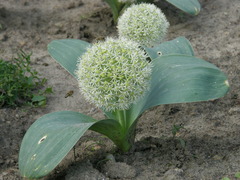 Allium karataviense