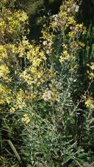 Senecio polyanthemoides