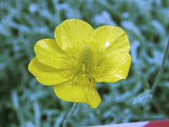 Ranunculus illyricus