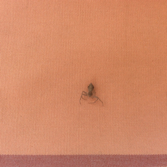 Arachnida