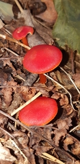 Pseudohygrocybe