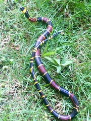 Pliocercus elapoides