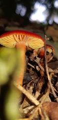 Pseudohygrocybe