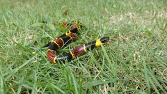 Pliocercus elapoides