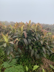 Miconia robinsoniana