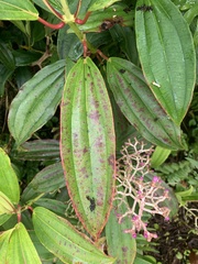 Miconia robinsoniana