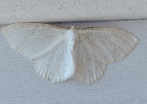 Virgin Moth photo 4