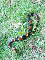 Pliocercus elapoides