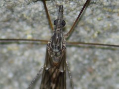 Tipula confusa