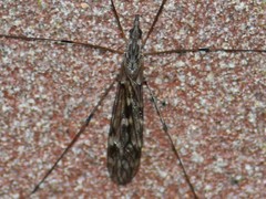 Tipula confusa