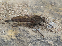 Machimus pilipes