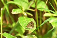 Ypthima tabella